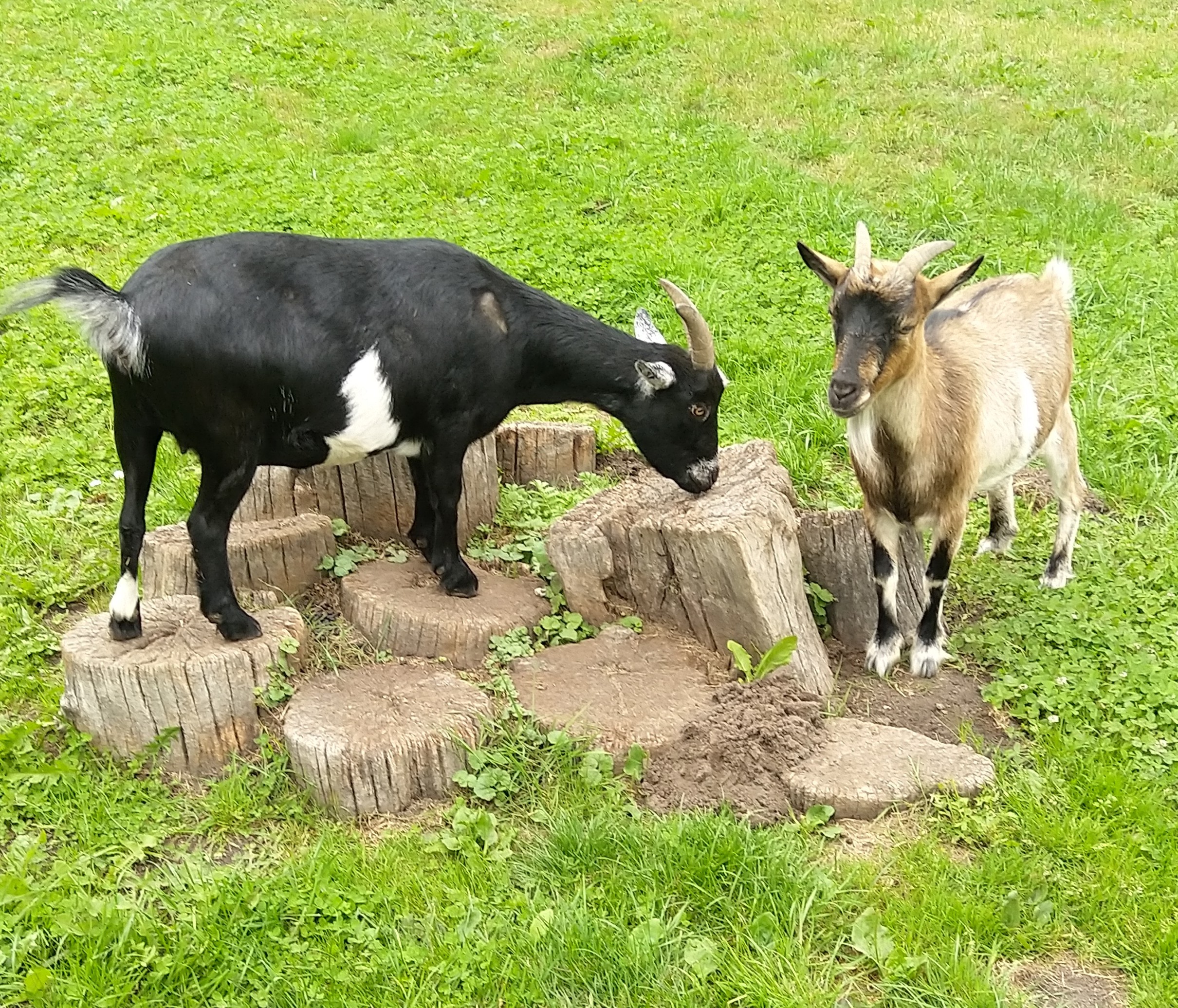 Zwei kleine Ziegen